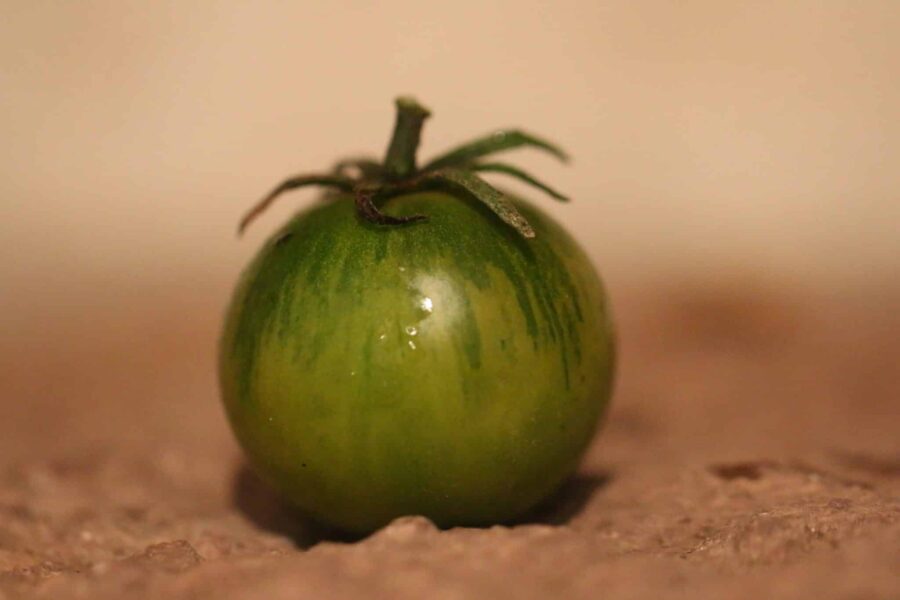 Emerald Green Cherry tomatfrön – smaragdgrön körsbärstomat som förblir grön inuti | TummelstaChili