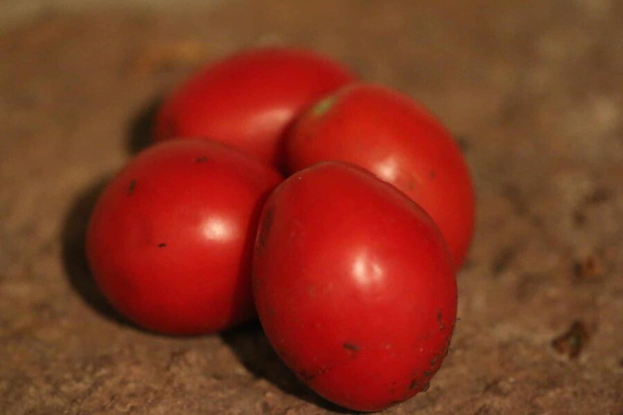 Rio Grande såstomat – italienska päronformade frukter perfekta för passata | TummelstaChili