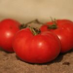 Superprecoce Di Marmande