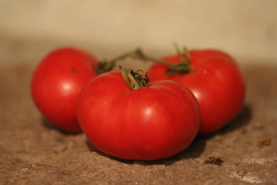 Superprecoce Di Marmande – fransk bifftomat med veckade röda frukter | Svenskodlade frön