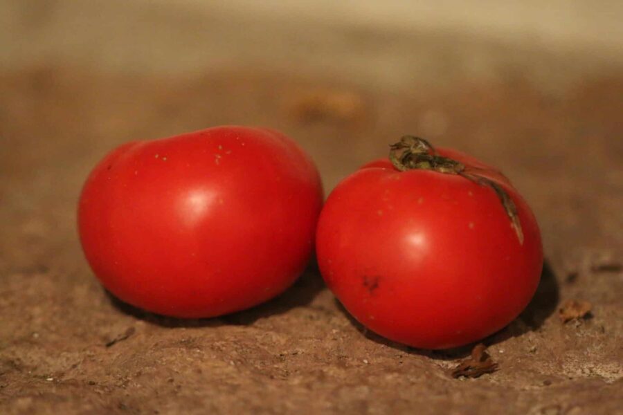 Giant Tree tomat – kinesisk jättesort med stora rosa frukter | Köp hos TummelstaChili