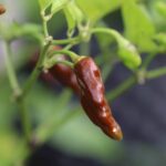 Odla Bleeding Heart Chocolate