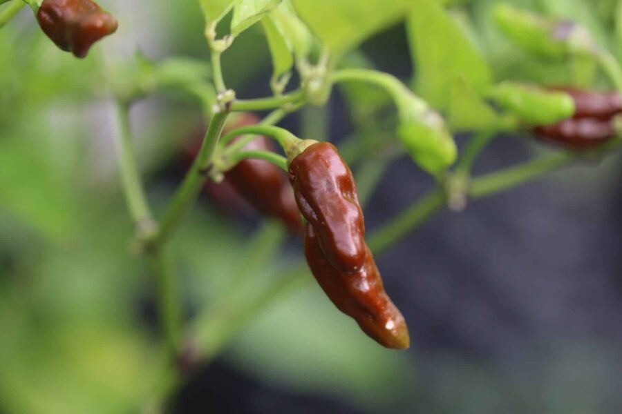 Bleeding Heart Chocolate chili med unik blödande kalyx och djup chokladbrun färg | Köp hos TummelstaChili