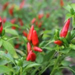 Odla Piccante a Mazzetti