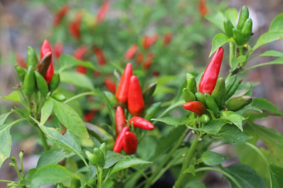 Piccante a Mazzetti chilifrön – italiensk bukettchili med röda uppåtriktade frukter i klasar | TummelstaChili