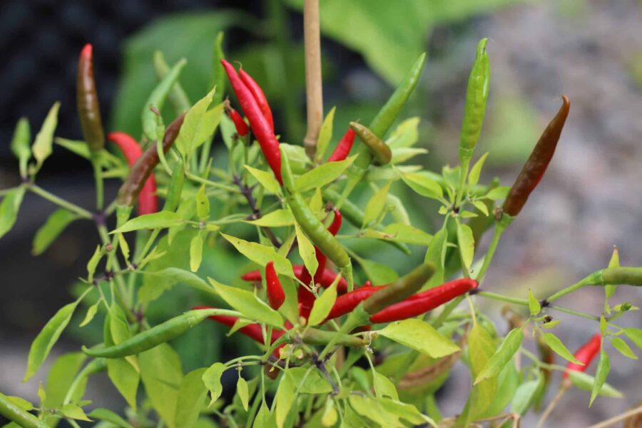 Chi-Chien chilifrön – klassisk kinesisk sort med uppåtriktade röda frukter | TummelstaChili