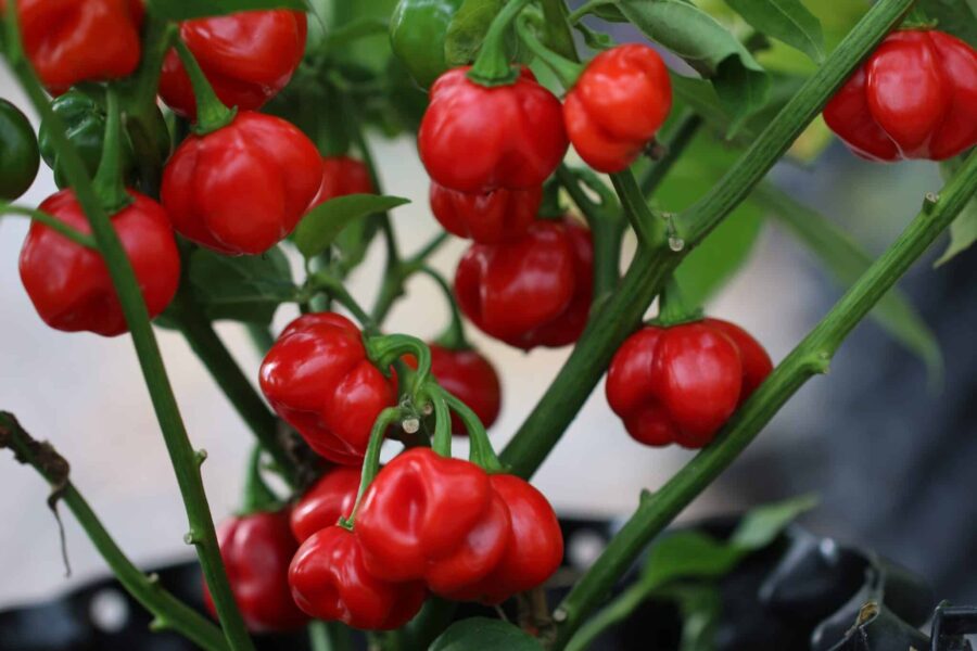 Bolivian Red chili med uppåtriktade frukter i lila och rött | TummelstaChili