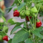 Odla Habanero Tasmanian