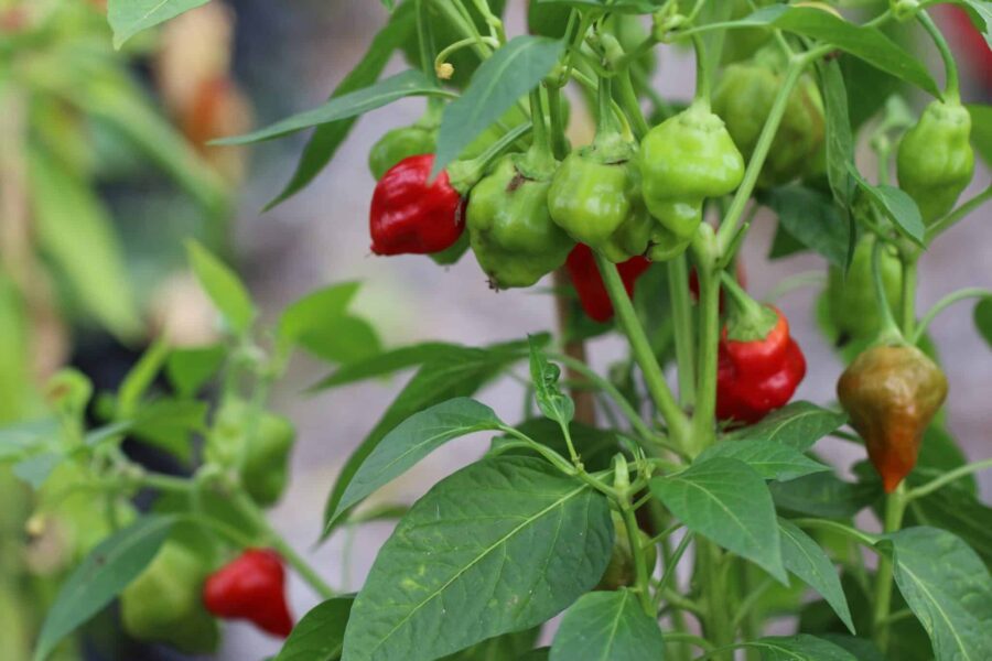 Habanero Tasmanian chilifrön – karibisk sort med unik tasmani-form i röd-brun färg | TummelstaChili