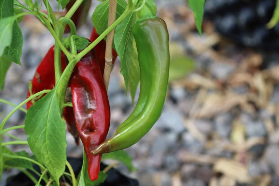 Anaheim chilifrön – långa gröna frukter från klassisk kalifornisk sort | TummelstaChili