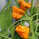 Odla Scotch Bonnet Yellow