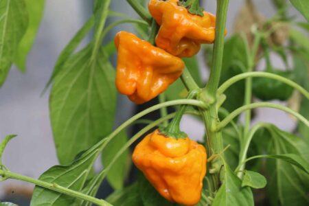 Scotch Bonnet Yellow