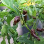 Odla 7 Pot Chaguanas Chocolate