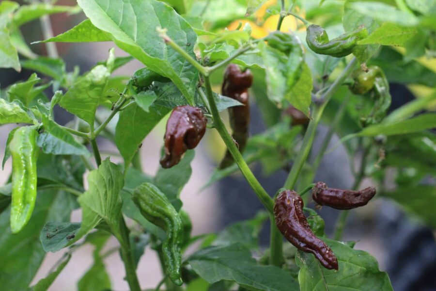 7 Pot Chaguanas Chocolate – chokladbrun superhet från Trinidad | TummelstaChili