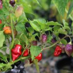 Odla Scarlet Lantern Peru