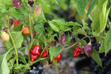 Scarlet Lantern Peru