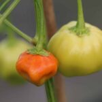 Odla Brazilian Pumpkin