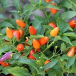 Odla Chinese 5 Color