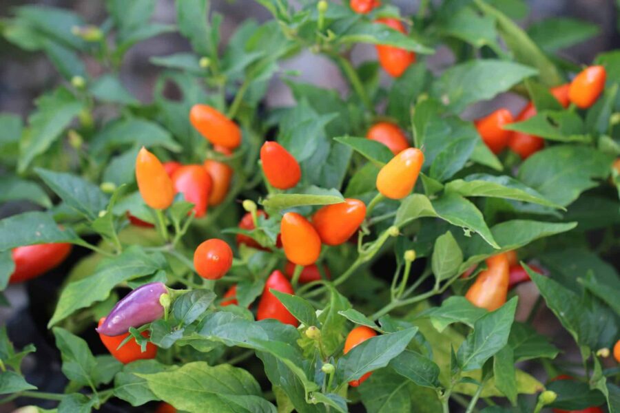 Chinese 5 Color chili med fem färger från lila till röd | TummelstaChili