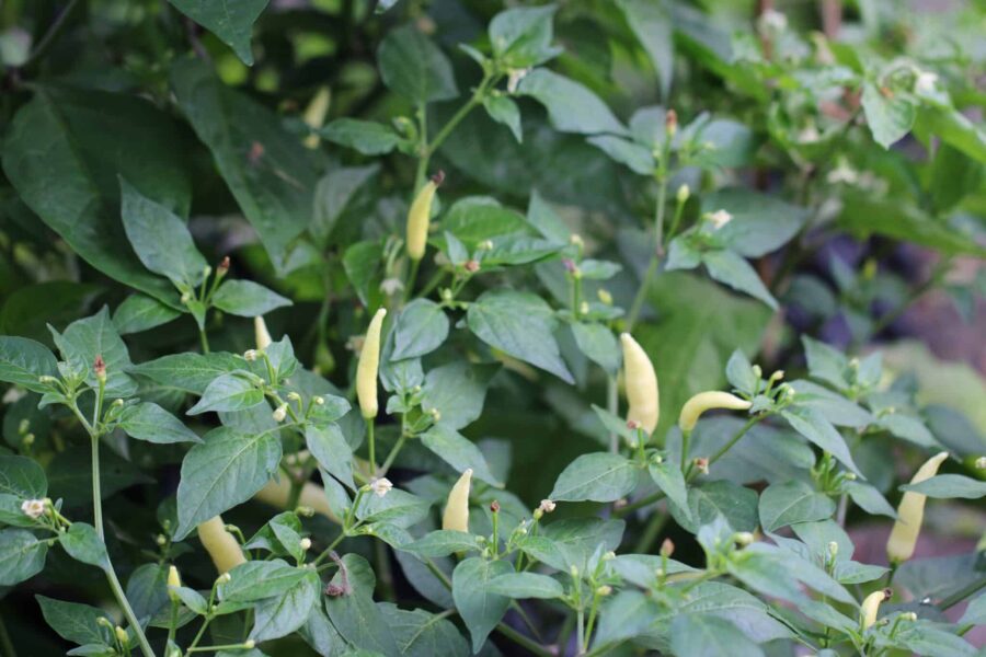 Aji Omnicolor chilifrön – färgglad peruansk prydnadschili med frukter i vitt, lila, orange och rött | TummelstaChili