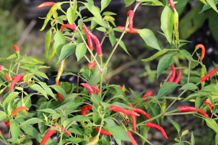 Piri Piri chilifrön – små röda afrikanska fågelögonchilis som växer uppåt | TummelstaChili