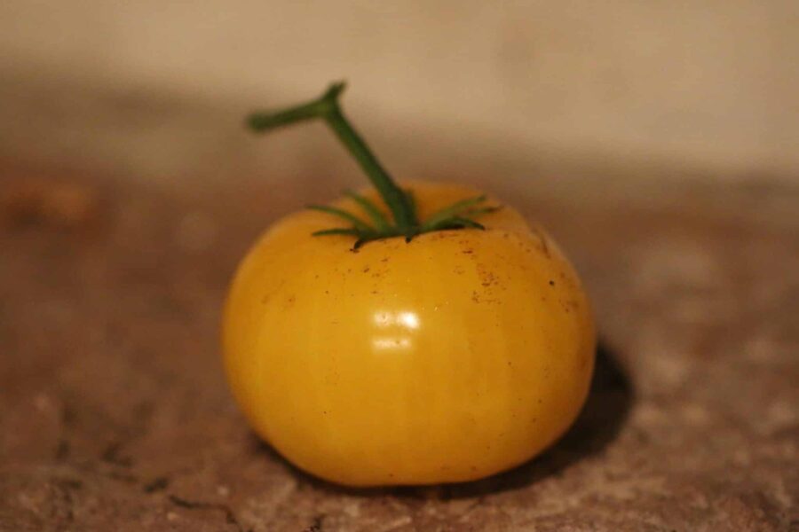 Yellowstone tomatfrön – stor gul bifftomat med gyllene frukter | TummelstaChili