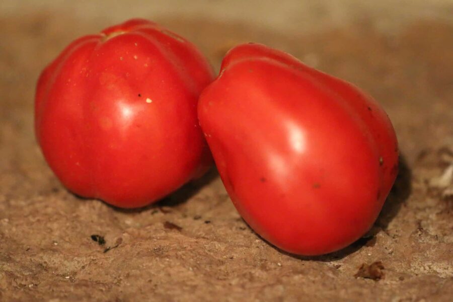 Canestrino tomatfrön – italiensk heirloom med veckad form från Toscana | TummelstaChili