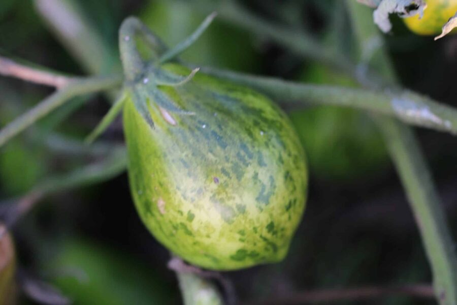 Mint Julep tomatfrön – mintgröna körsbärstomater med marmorerat mönster | TummelstaChili