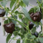 Odla Chiluacle Negro