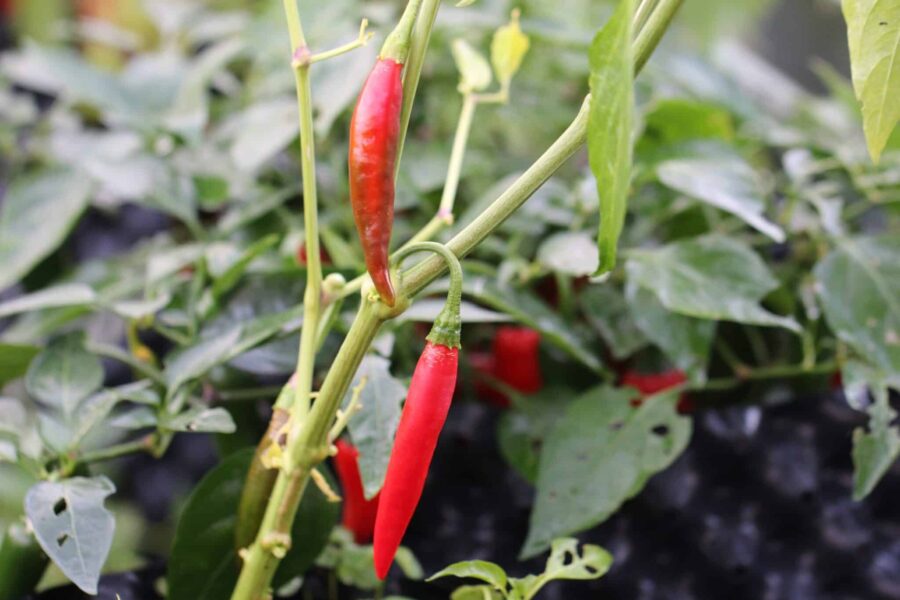 Puya/Pulla chilifrön – långa mörkröda mexikanska torkchilis | TummelstaChili