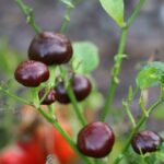 Odla Chocolate Cherry Chili