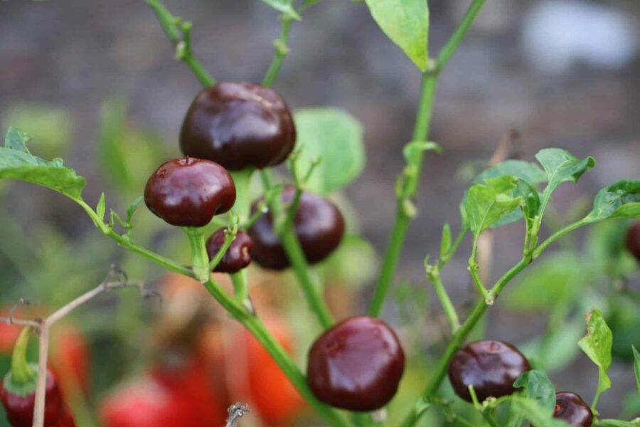 Chocolate Cherry Chili frön – mörkbruna körsbärschili med uppåtriktade frukter | TummelstaChili