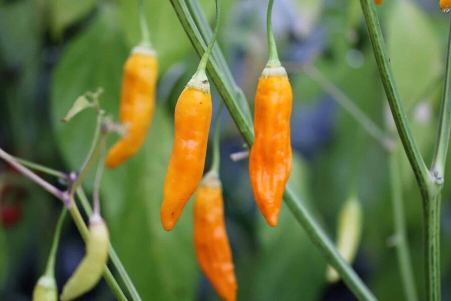 Aji Habanero chilifrön – små orange frukter med fruktig habanerosmak | TummelstaChili