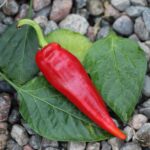 Odla Cornaletto da Appendere