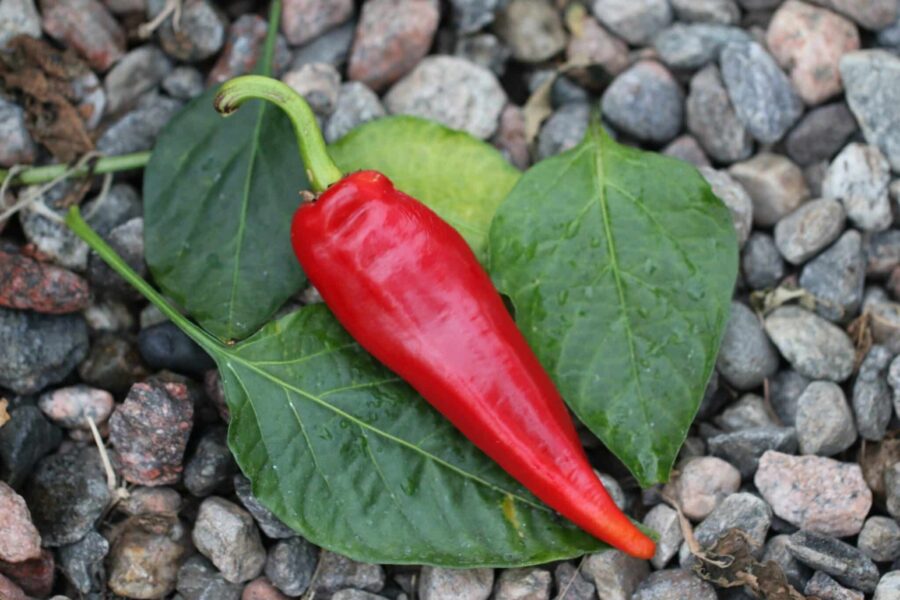 Cornaletto da Appendere chilifrön – italiensk hornpaprika med röda frukter | TummelstaChili