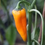 Odla Corno di Toro Giallo