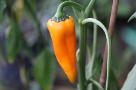 Corno di Toro Giallo