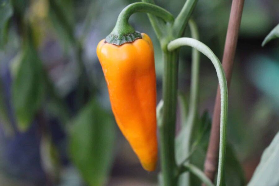 Corno di Toro Giallo paprikafrön – gul italiensk tjurhorns-paprika | TummelstaChili