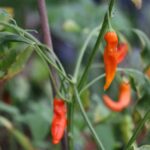 Odla CAP 220/Aji Ahuchapáu