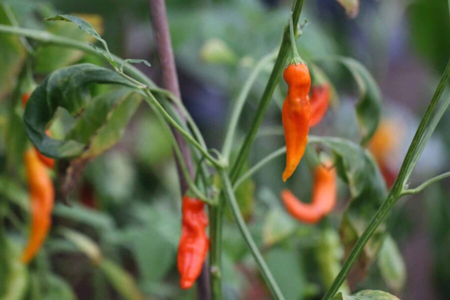 Aji Ahuchapáu chilifrön – långa orange frukter från El Salvador | TummelstaChili