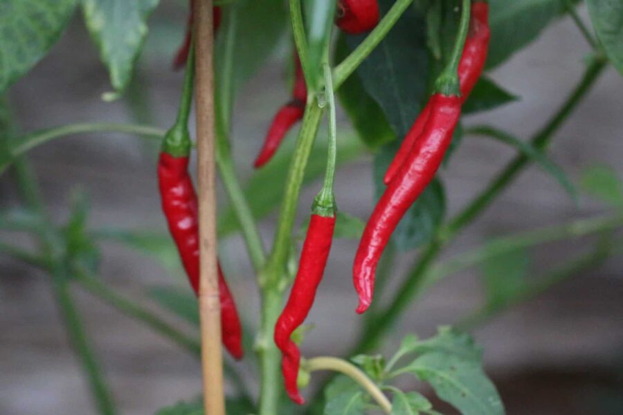 Thai chilifrön – klassisk röd Thai-chili med uppåtriktade frukter | TummelstaChili