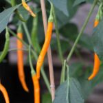 Odla Hangijaio Yellow Space