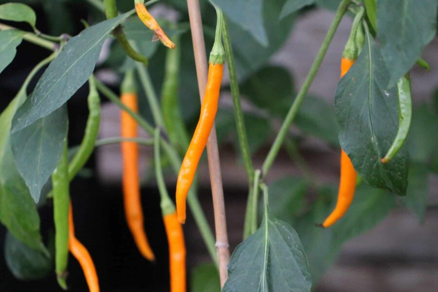 Hangijaio Yellow Space chilifrön – gula vridna frukter från Kinas rymdfröprogram | TummelstaChili