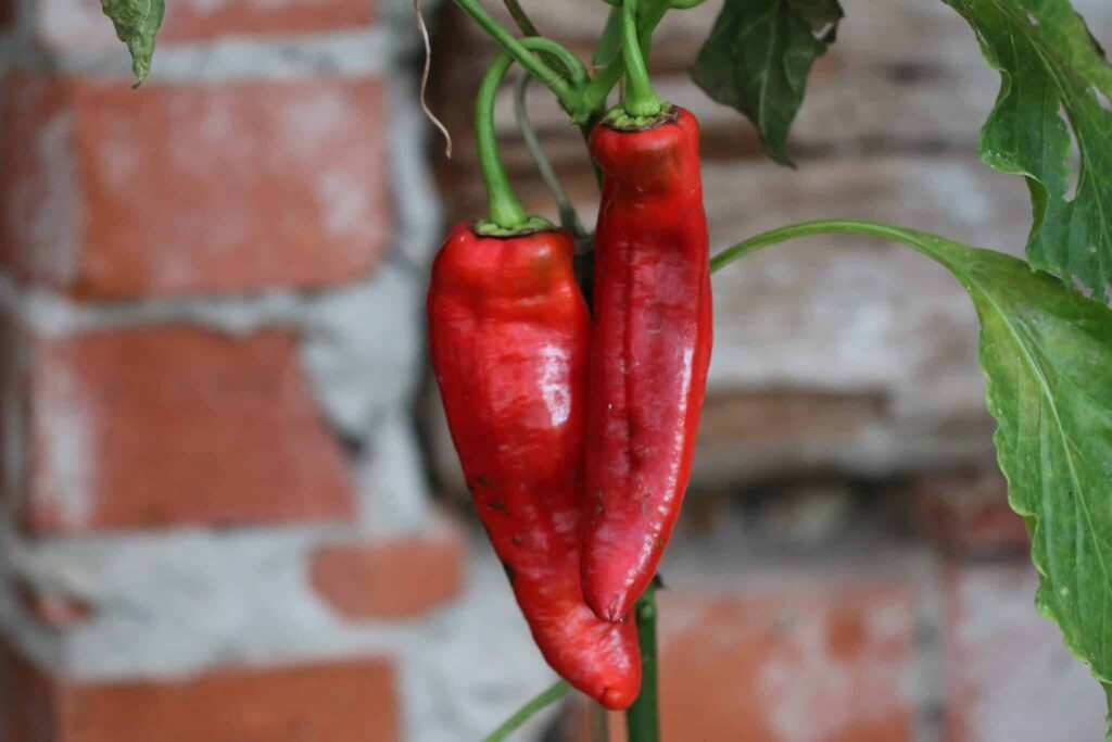 Spetspaprika chilifrön - Köp Capsicum annuum | TummelstaChili