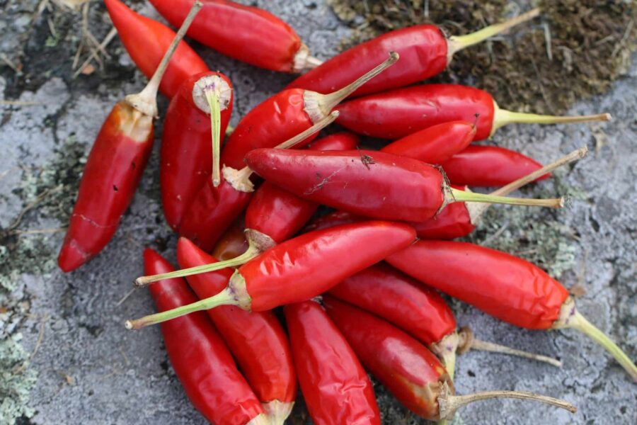 Barak chili frön – röda uppåtriktade frukter från Centralamerika | TummelstaChili