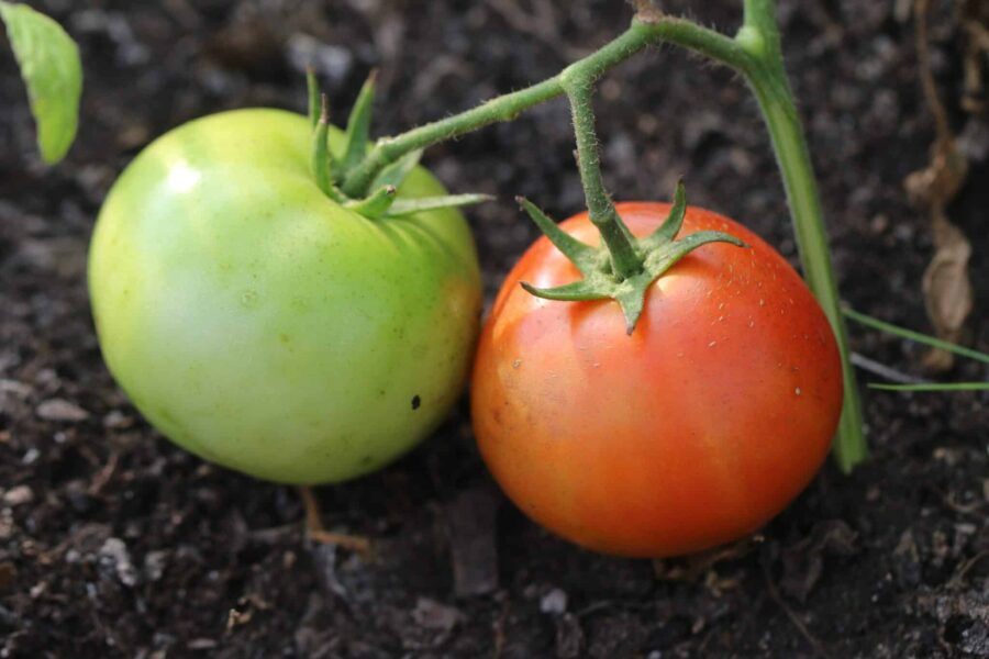 Heinz 1350 processtomat – klassisk röd ketchup-tomat från 1963 | TummelstaChili