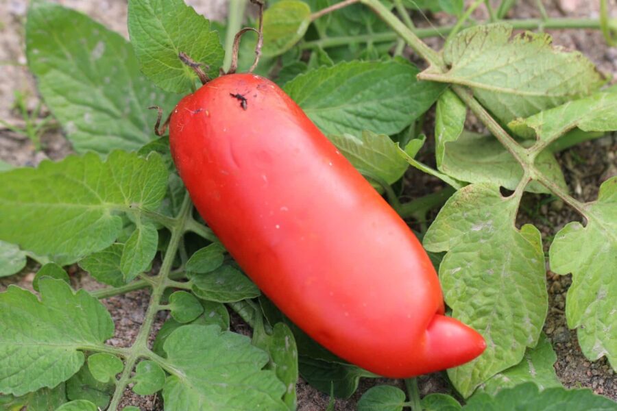 Andine Cornue tomatfrön – klassisk horntomat från Anderna med långa röda frukter | TummelstaChili