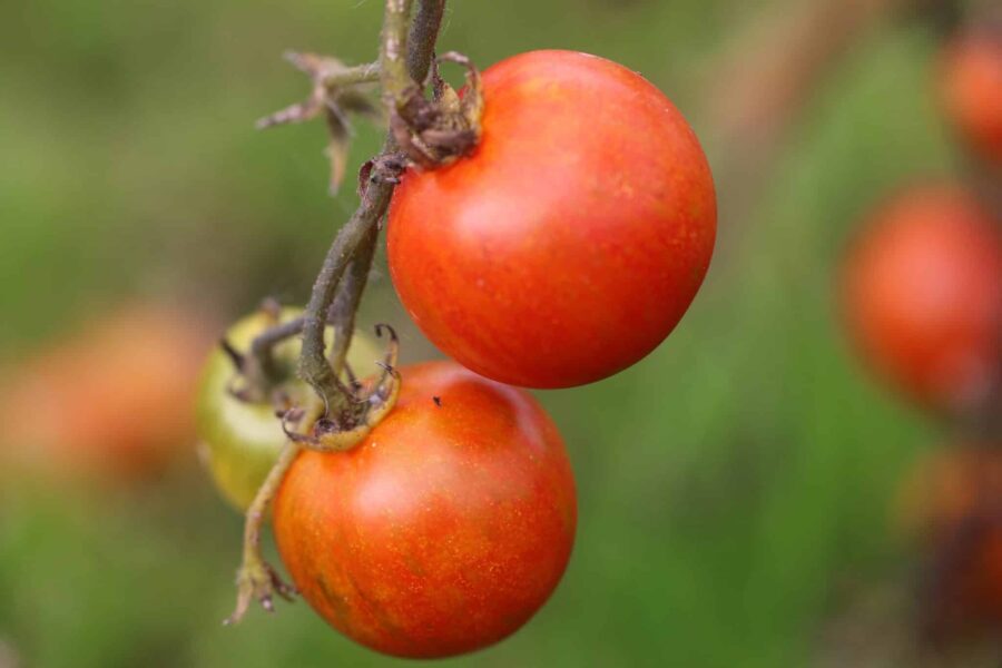 Duo randig tomat med röd och gul marmorering – cocktailtomat | TummelstaChili