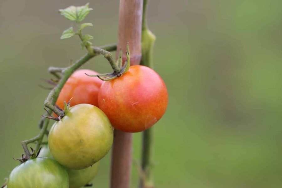Isis Candy Cherry körsbärstomater med orange-röd marmorering | Svenskodlade frön TummelstaChili
