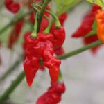 Odla Carolina Reaper x Trinidad Moruga Scorpion